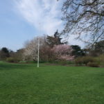 キュウガーデンに入ると芝生の向こうに桜が咲いている