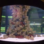 地下水族館の真ん中に置かれた鮮やかなサンゴ礁、