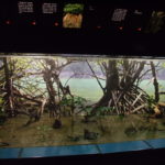マングローブは熱帯の海岸の真水と海水が混じり合う河口にできる