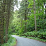 木立の茂った道を進む