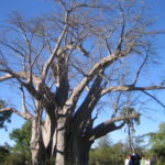 バオバブの大木　ビクトリアの滝に行く途中にあるバオバブの巨木、一本の木である
