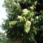 ホテルの庭　ツアーの仲間がこの花がスリランカの国花だと教えてくれた。スリランカの国花はハスのはずだが？