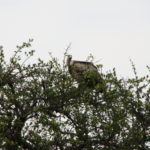 ハゲワシ　昨日のイブニングサファリでも木の上のワシを見た。獲物を狙うのは木の上がいいようだ