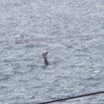 フォルス湾　フォルス湾,クジラの尾びれが見える