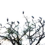 ヤーラ国立公園サファリ　インドトキコウが高い木の上に10羽ほど