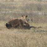 ライオンのヌー狩り　２頭のライオンがヌーを押さえつけている