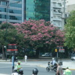 酔っぱいの木　７月９日大通りにはジャカランダや酔っぱいの木が美しく咲いている