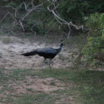 ヤーラ国立公園サファリ　孔雀、スリランカの何処にでもいる感じ
