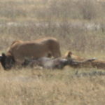 ライオンのヌー狩り　２頭のライオンはヌーに噛り付き、食べ始めた