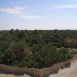 ベル神殿　ベル神殿の東南に広がるオアスス。ベル神殿はナツメ椰子が生い茂るアクロポリスにある