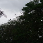タランギーレへの道中　木立の上にアフリカハゲコウが群れている