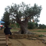 樹齢１０００年のオリーブの木　われらがガイドさんと添乗員、オリーブの木の向こうにヘラ神殿が見える