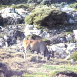 喜望峰　エランド、喜望峰自然保護区にはたくさん動物もいる