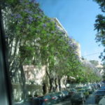 ジャカランダ ジャカランダ通り