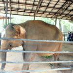 象舎　90頭ほどが飼育されているいるが、野生に戻す計画はない。