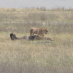 ライオンのヌー狩り　１頭のライオンが後を振り向いている、何か気になることがある？