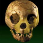 ダマスカス国立博物館　旧石器時代、ネアンデルタール人の骸骨