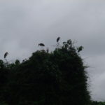 タランギーレへの道中　アフリカハゲコウ、曇りのためかちょっと不気味