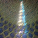 シェイク・ロトフォラーモスク　ドーム天井、孔雀の尾があらわれる光の匠