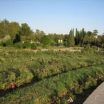 エラムガーデン　薔薇庭園