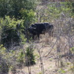 チョベ国立公園　ゲームサファリ　本日最初の獲物はアフリカ水牛、１頭だけのようだ