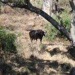 チョベ国立公園　ボートサファリ　最初の獲物は又もやアフリカ水牛