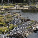 ビーバーの営巣地　直径15㎝の木を15分で噛み切り、川を堰き止めて巣をつくる