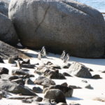 ボルダーズビーチ　岩陰でヨチヨチ歩いているのは巣っへの帰還の途中？