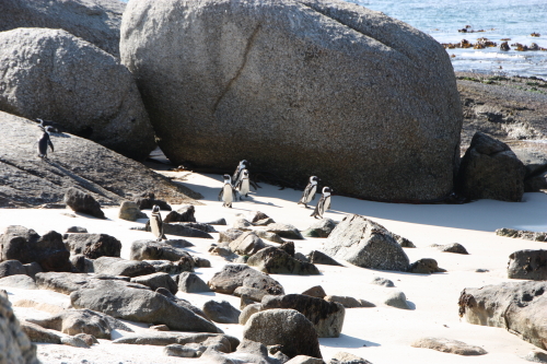 ボルダーズビーチ　岩陰でヨチヨチ歩いているのは巣っへの帰還の途中？
