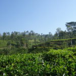 茶畑　山全体が茶畑、最近に異常気象で豪雨が続いたら流されてしまわないかと心配