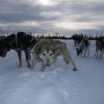 犬そり体験ツアー　マッシャーの撮影サービス、先頭はアラスカン･ハスキー？