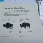 ユーコン野生動物保護区　解説パネル、森のバイソンの方が平原のバイソンより肩のこぶが高く、黒っぽく、毛深いとのこと