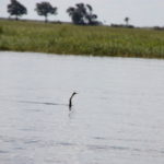 チョベ国立公園　ボートサファリ　鎌首をもたげて泳いでいるのはヘビではなくアフリカヘビウ、鳥である