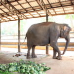 象舎　象は１日に200～250㎏の餌を食べるので餌の確保が大変
