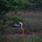 ヤーラ国立公園サファリ　インドトキコウ、水溜りで朝食のようだ