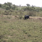 ンゴロウゴロ　サファリ　黒い牛、バッファローかと思ったら、マサイの牛だった