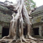 タ・プローム　スポアンの根が寺院を覆っている。