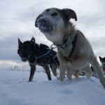 犬そり体験ツアー　雪に鼻を突っ込んだのか、鼻のまわりが雪だらけ