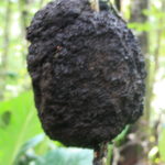 ジャングルウォーク　木の幹に作られたアリの巣。湿った地面には巣は作れないし、豪雨がが降れば流される