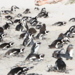 ボルダーズビーチ　ペンギンコロニー、１００羽以上いるようだ