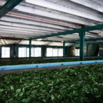 製茶工場、GLENLOCH　最初の工程、ウィザリング（萎凋）、生茶の水分を半分くらい抜く