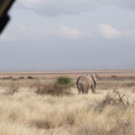 アンボセリ サファリ　ロッジに向かう道中、象に遭遇