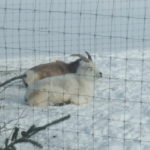ユーコン野生動物保護区　白い山羊（ドール･シープ）と茶色の山羊（ストーン･シープ）が仲良く並んでいる