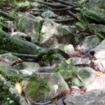 ジャングルウォーク　尖がった岩や地面を這う木の根、これが道である