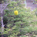 世界の果て鉄道　マカレナの滝駅、レンガの木の中ほどの黄色のボール状のものは中国のランタン