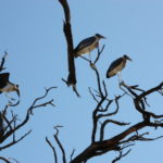 チョベ国立公園　ゲームサファリ　アフリカハゲコウ、枯れ木に止まっているのでヒッチコックの映画を思わせる