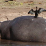 チョベ国立公園　ボートサファリ　カバに乗っているアフリカヘビウ、正体はこんなかっこう