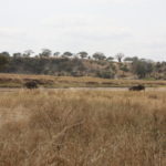象のエリア　タランギーレ川に２頭の象、水分補給をしたようだ