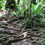 ジャングルウォーク　木の根が縦横に伸びている