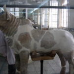バスタン考古学博物館（国立）　牡牛像、日展に出品出来そうだ